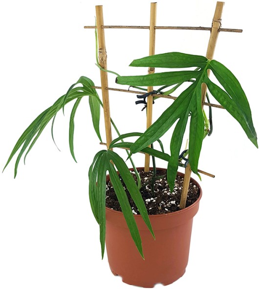 Amydrium zippelianum - exklusive Zimmerpflanze