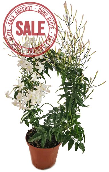 Jasminum polyanthum - echter, duftender Jasmin - SALE ohne Blüte