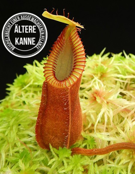 Nepenthes hamata (diabolica) BE-4015