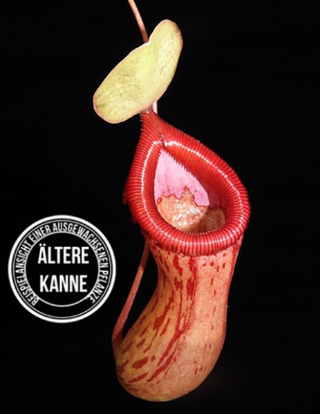 Nepenthes ventricosa x burkeii BE-3479