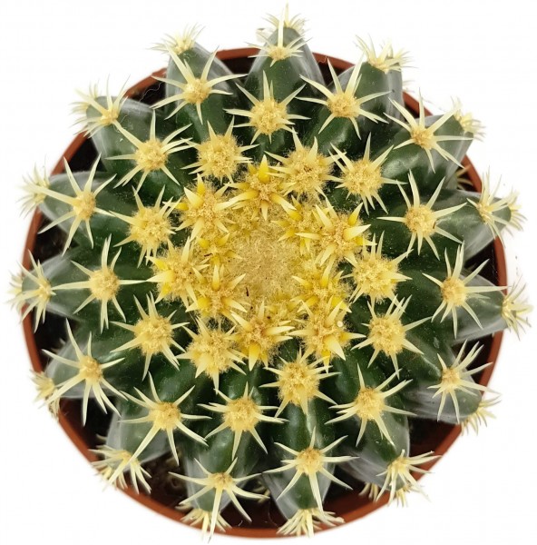Echinocactus grusonii v. intermedius - kurzdorniger Kugelkaktus