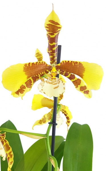 Oncidium 'Rawdon Jester' - getigerte Orchidee