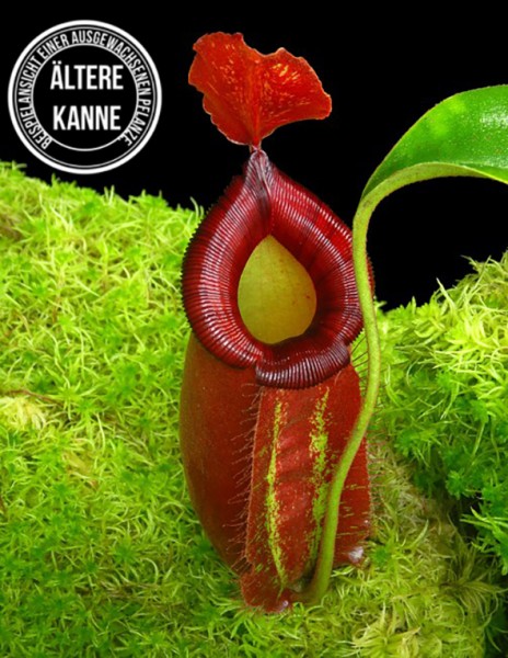 Nepenthes robcantleyi x ampullaria BE-3767