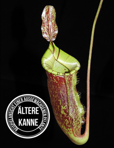 Nepenthes ampullaria x (veitchii x lowii) BE-4027