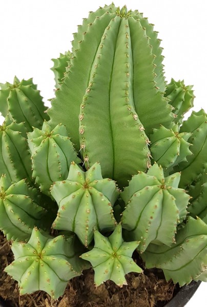 Euphorbia fruticosa f. inermis - Sukkulente