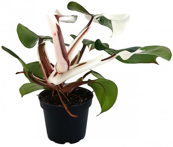 Philodendron 'White Knight' - seltener Baumfreund