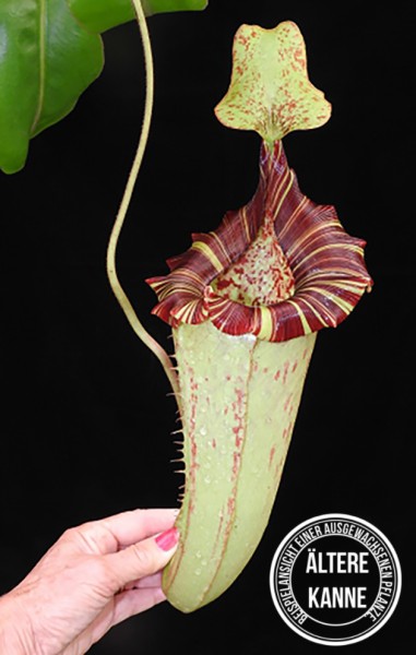 Nepenthes (veitchii x lowii) x platychila BE-3920