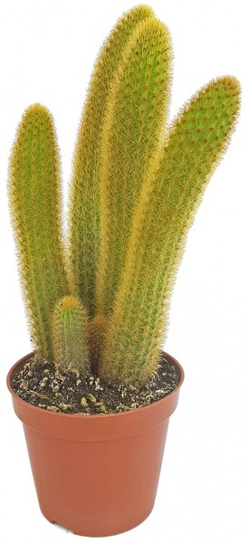 Hildewintera aureispina - Kaktus