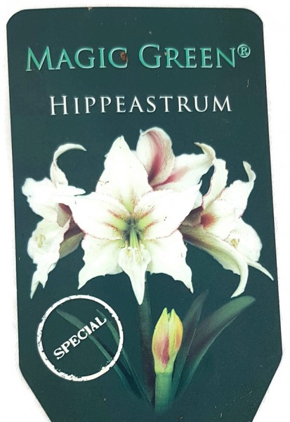 Hippeastrum Magic Green - Ritterstern heller Blüte