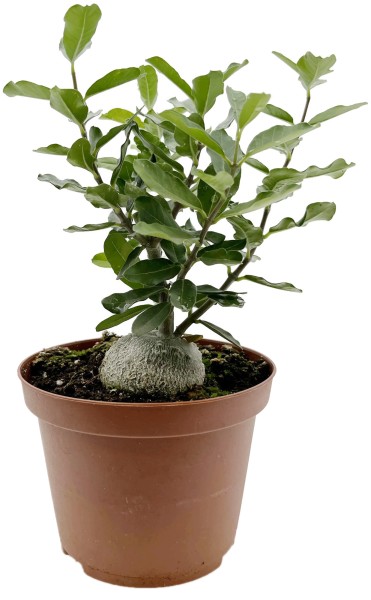 Fockea edulis - exotische Caudexpflanze