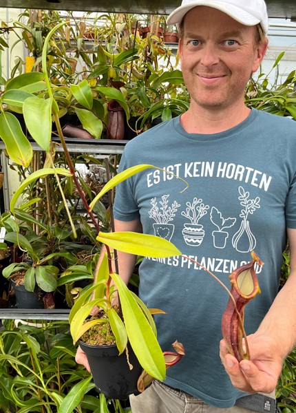 Nepenthes spathulata x dubia BE-3751