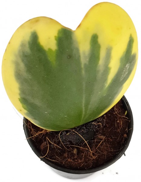 Hoya kerrii variegata - flammendes Herzblatt