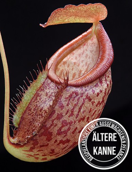 Nepenthes gymnamphora x tenuis BE-4069