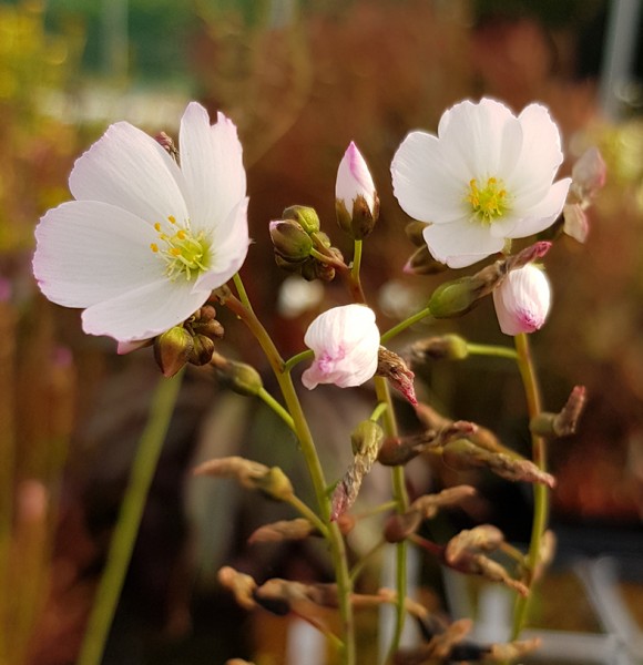 Drosera Binata Pink Flower