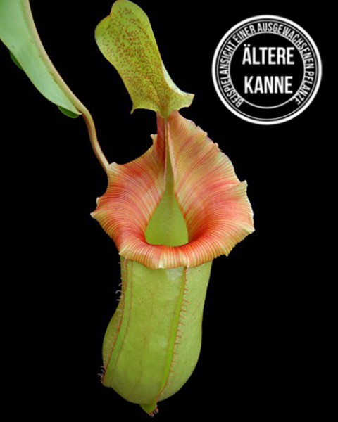 Nepenthes veitchii x ventricosa BE-4500