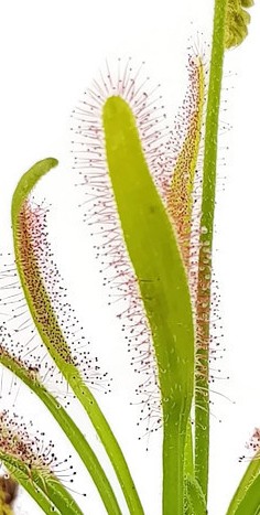 drosera wide leaf typ sundew sonnentau breite blätter