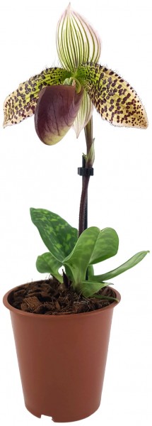 Paphiopedilum 'sukhakulii' Hybride - Frauenschuhorchidee