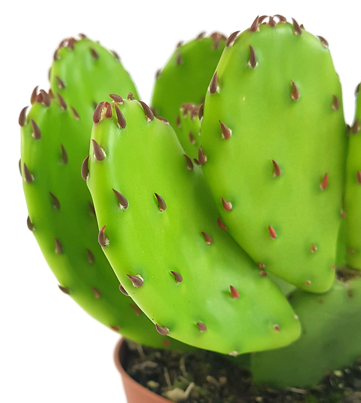 Opuntia humifusa pflegeleichte Sukkulente für den Garten geeignet Fangblatt winterharter Feigenkaktus außergewöhnlicher Kaktus ohne Dornen 