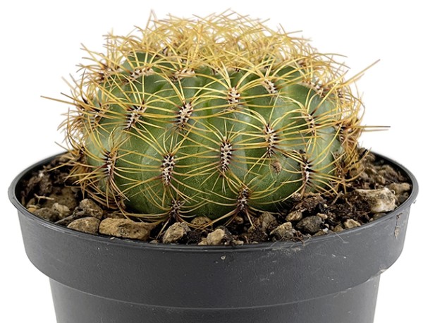 Oroya peruviana - blühfreudiger Kaktus