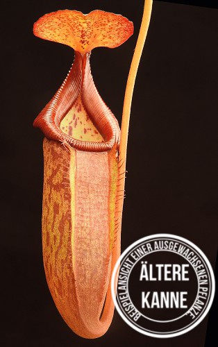 Nepenthes petiolata x flava BE-4035