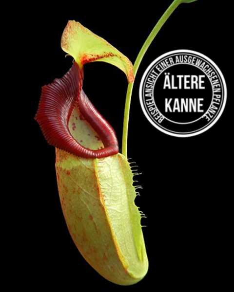Nepenthes spathulata x flava BE-4048