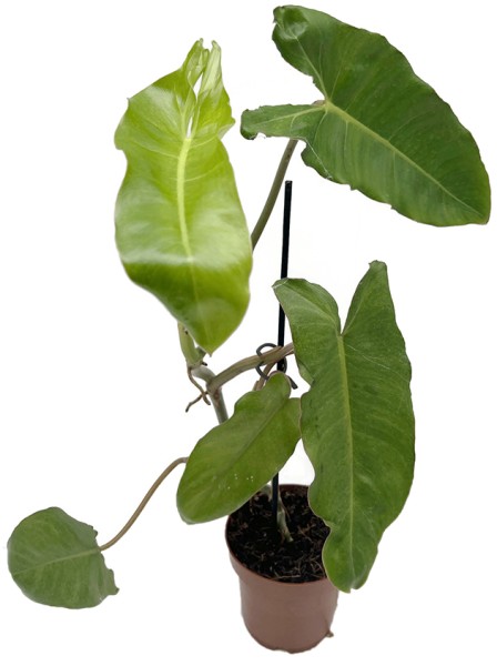 Philodendron paraiso verde - beeindruckender Baumfreund