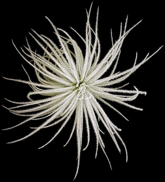 Tillandsia Tectorium - Aufsitzerpflanze