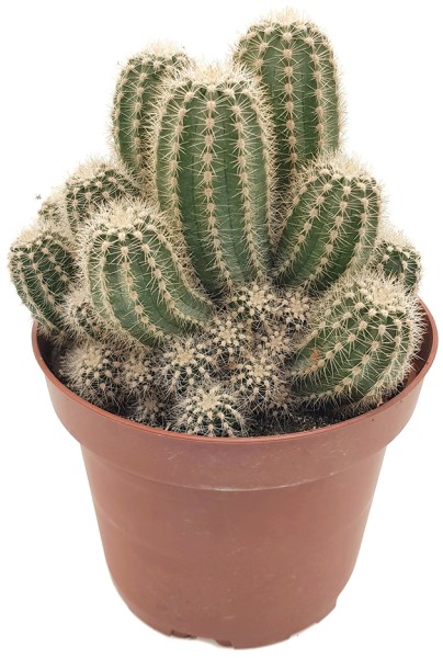 Trichocereus huascha - Kaktus