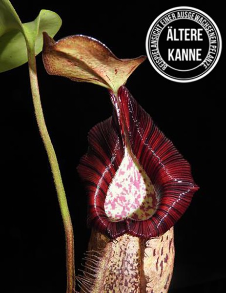 Nepenthes robcantleyi x spectabilis BE-3754