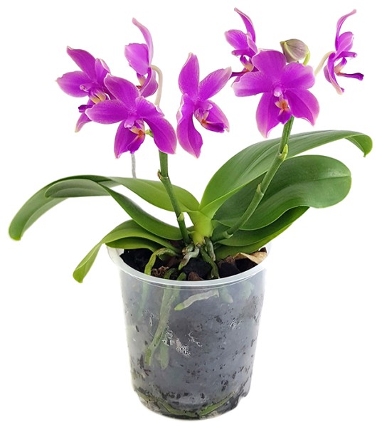 Phalaenopsis ‘Parfum de Provence - Love Potion’ - Schmetterlingsorchidee