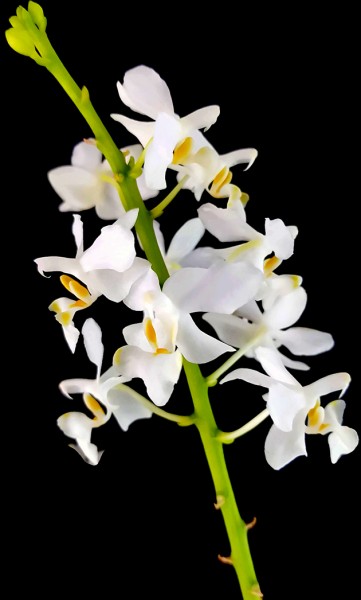 Doritis pulcherrima 'Alba' - Orchidee