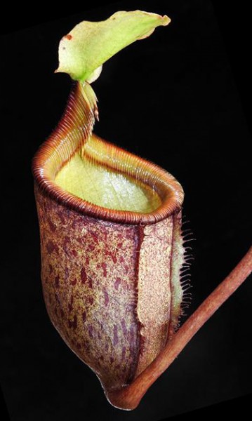 Nepenthes palawanensis BE-4013