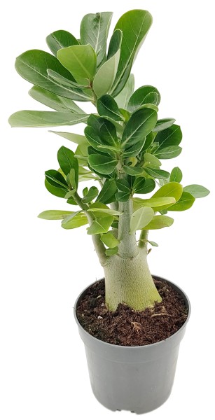 Adenium obesum mit Caudex - Wüstenrose seedgrown