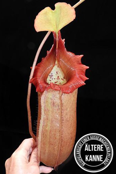 Nepenthes sibuyanensis x robcantleyi BE-3713