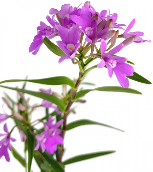Orchidee - Oerstedella centradenia - Miniaturorchidee