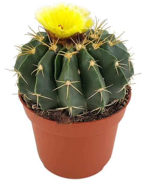 Notocactus erinaceus (Parodia) - exotischer Kaktus