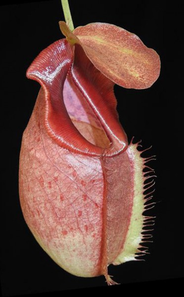 Nepenthes spathulata x tenuis BE-3981