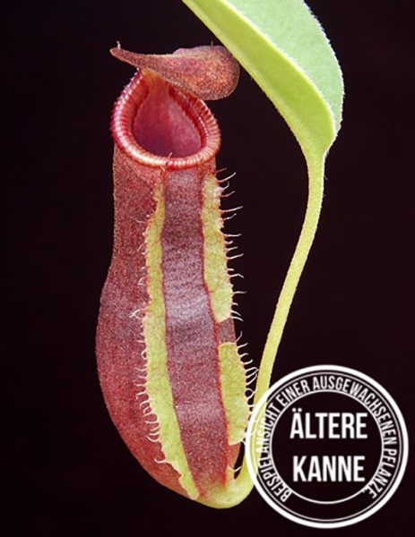 Nepenthes spathulata x lowii BE-4517