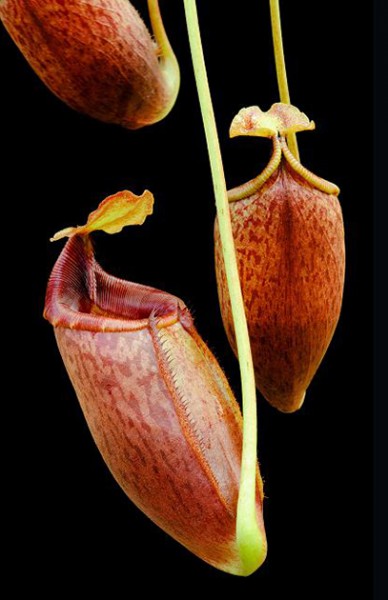 Nepenthes mira BE-3979