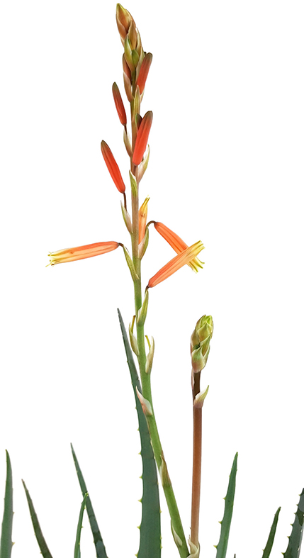 herausragende Aloepflanze und pflegeleichte Zimmerpflanze Aloe 'Blue Elf' zauberhafte Sukkulente Fangblatt 