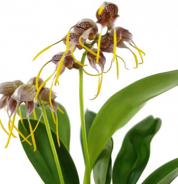 Orchidee Masdevallia ova-avis -Spinnenorchidee- Naturform
