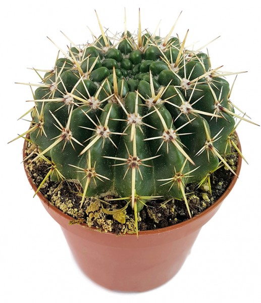 Notocactus submammulosus (Parodia) - Kaktus