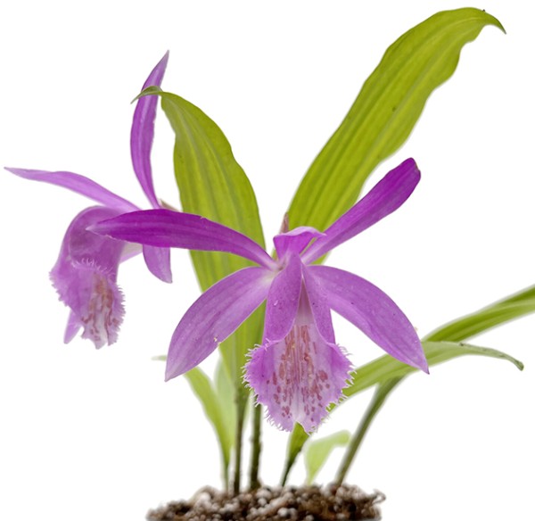 Pleione Hybriden Mix - bunte Hybriden der Tibetorchidee