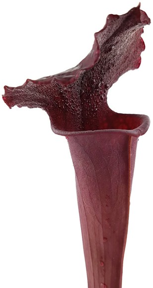 Sarracenia Moorei 'Dark Red'