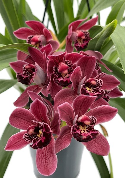 Cymbidium Cascade 'Ruby Turner' - Orchidee