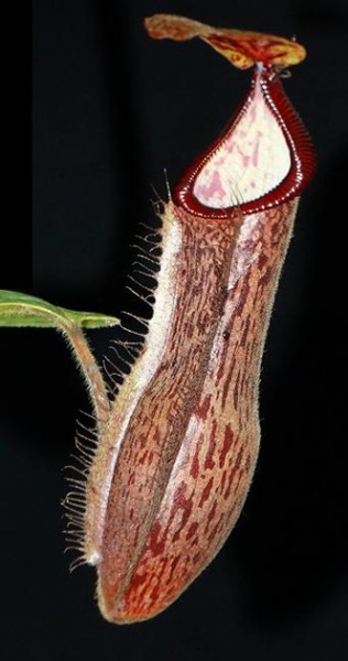 Nepenthes glandulifera x hamata BE-3953
