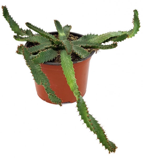 Euphorbia stellata - Sukkulente