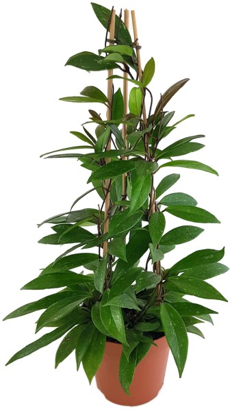 Hoya pubicalyx - Porzellanblume