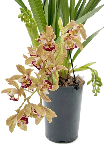 Cymbidium Cascade 'Argiro' - Orchidee