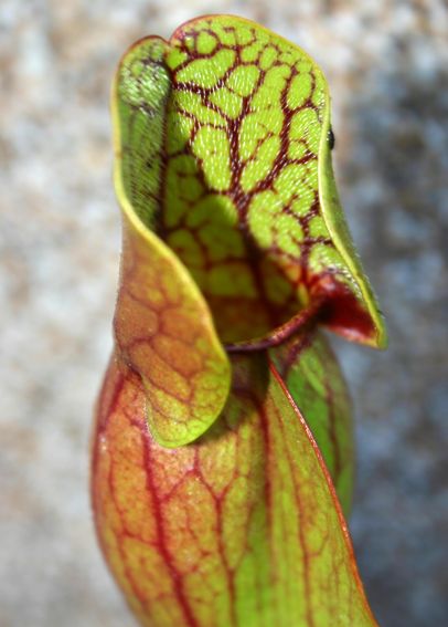 Sarracenia Purpurea ssp. Purpurea